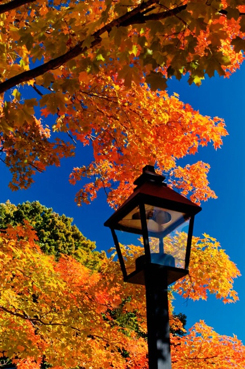 Lantern in Fall
