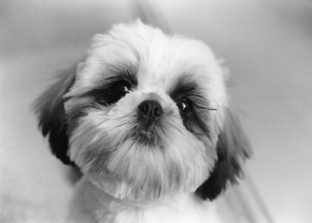 Shih Tzu Puppy