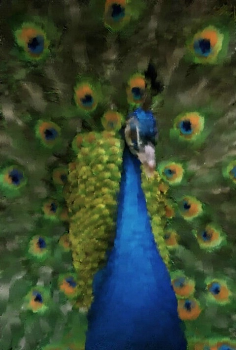 Peacock Pastel