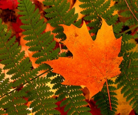 Leaf on Fern