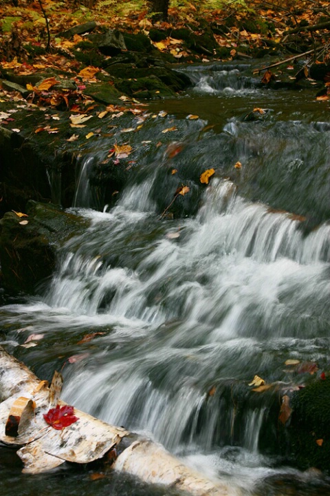 Fallen Birch Log