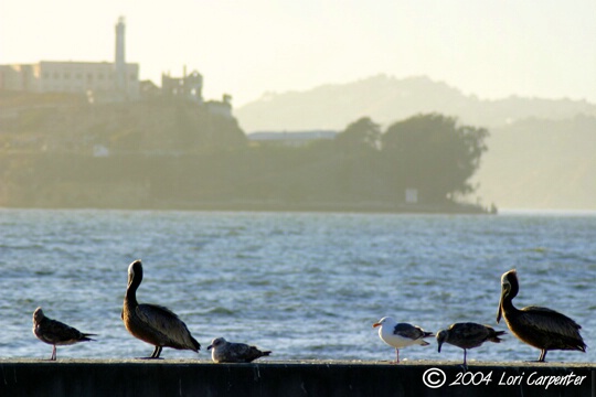 Birds of Alcatraz
