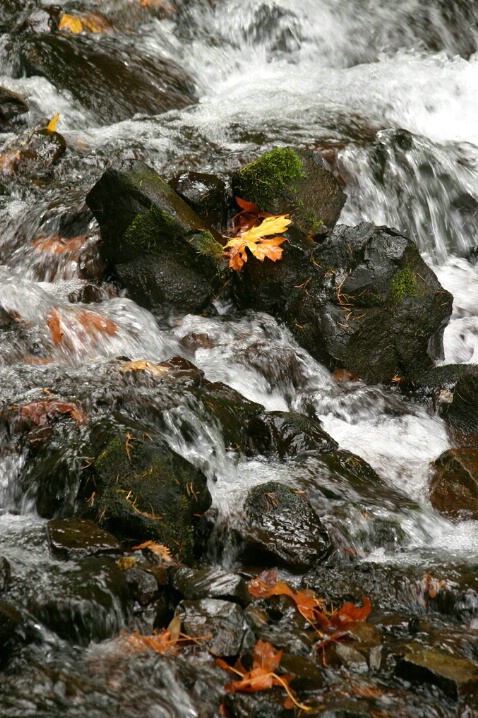 Mountain stream in the fall...