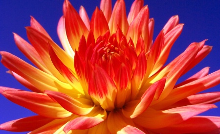 Dahlia Fire