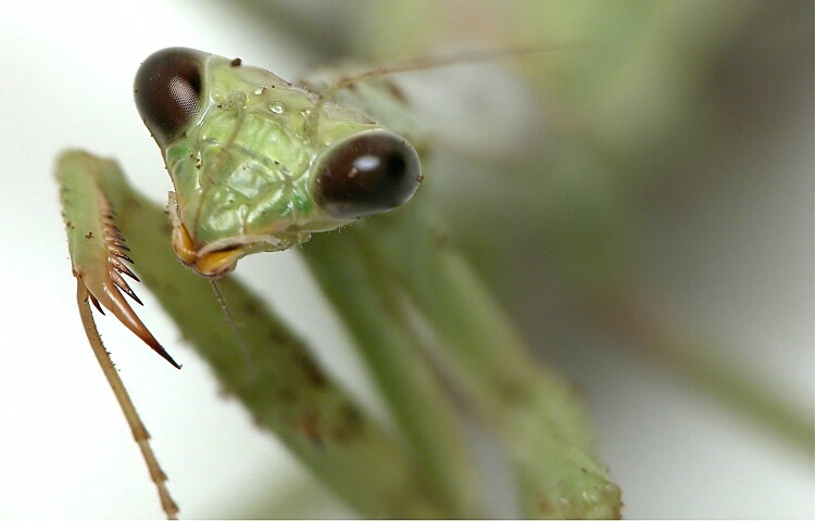 Soliloquy (Mantis)