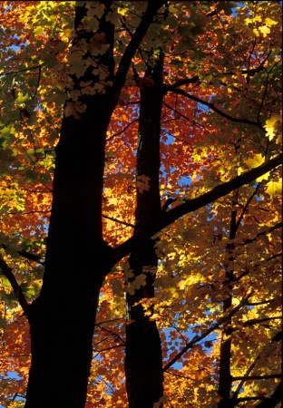 Backlit Foliage