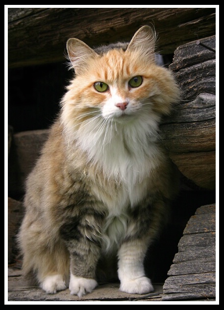 Barn Yard Cat