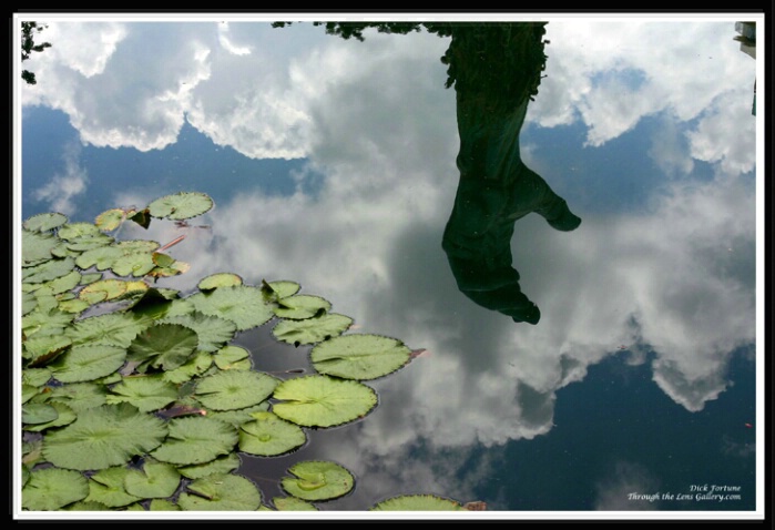 Reflection in lily pond #2... - ID: 580113 © Sara And Dick