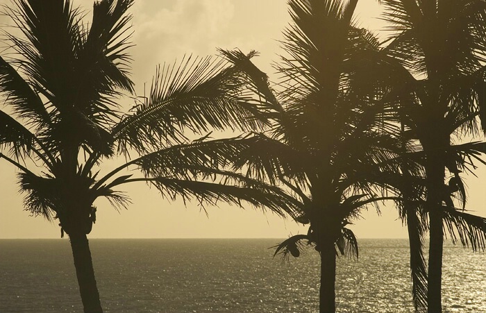 Palm Silhouette