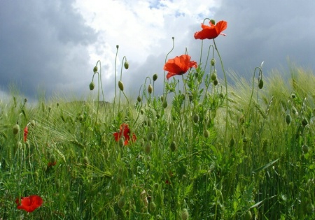 red & green