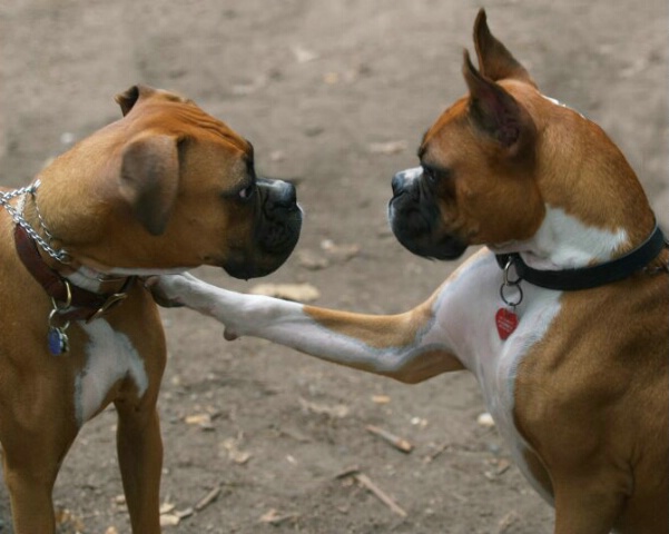 Not All Boxers Want To Fight