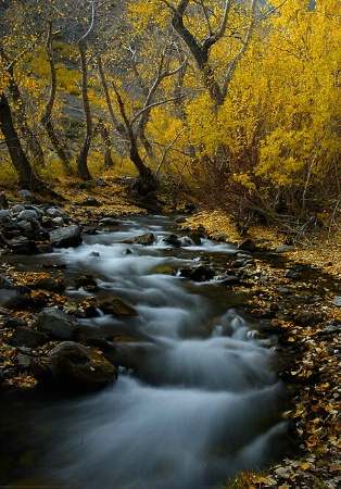 Streaming through Fall