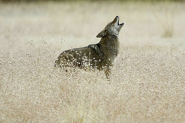 The Howling