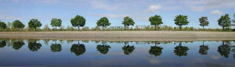 Trees at Lake Taconic