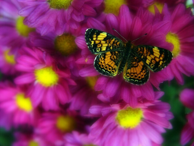 Guest Among The Mums