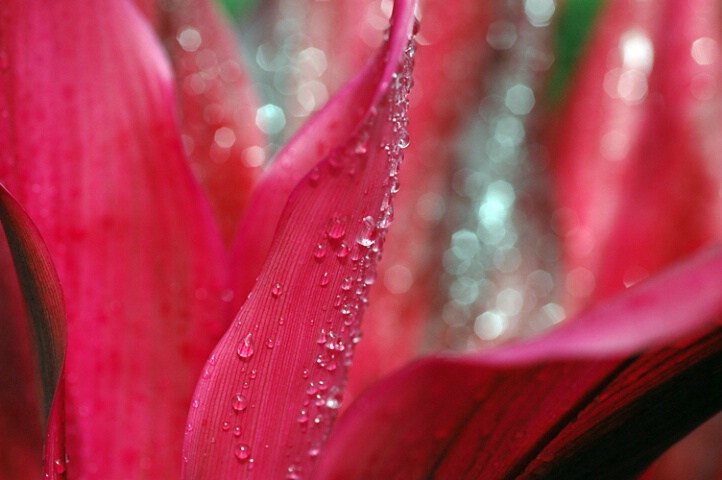 Red Leaves