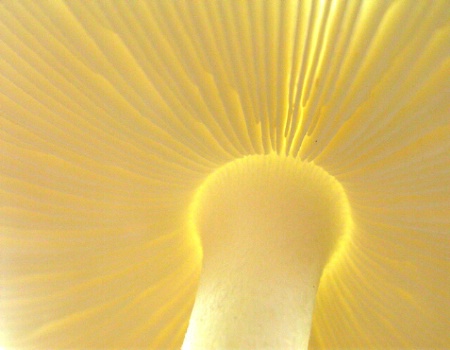 Under a Mushroom