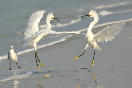 Dancing Snowy Egrets