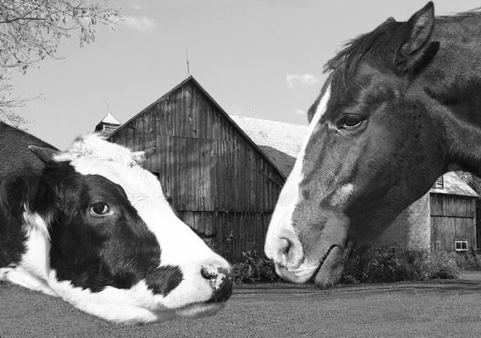 Barn Yard Gossip v.II