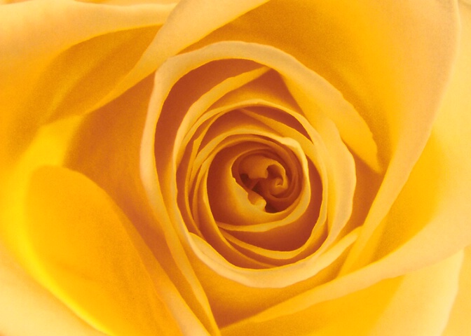 Yellow Rose of.........