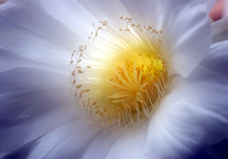 Cactus Flower