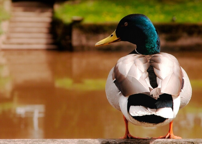 Mallard