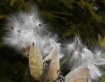 Seed pods 1