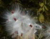 Seed pods 2 