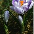 © Bob Peterson PhotoID # 588275: Spring Crocus