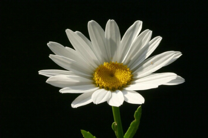 White Daisy