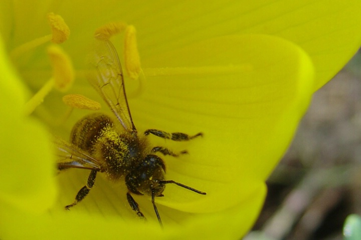 honey making - step one