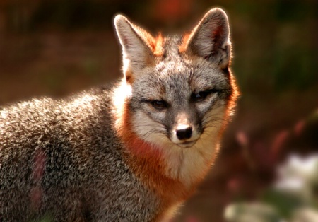 Grey Fox