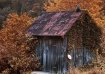 Autumn Shed