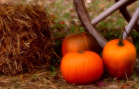 Autumn Still Life