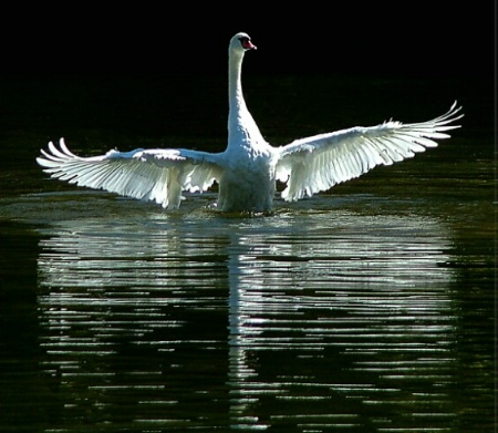Spirit of the Swan