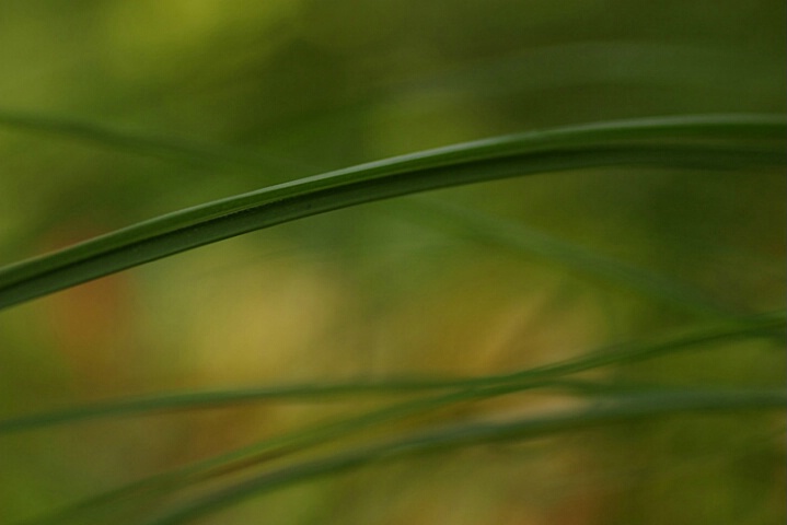 Green Violin