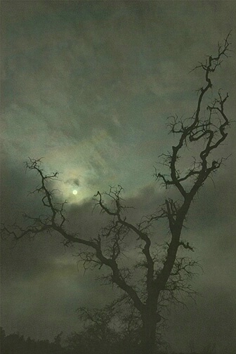 Eerie Tree