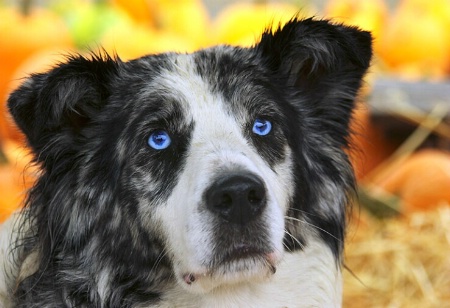 Blue-Eyed Dog