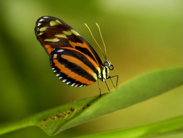 Tiger Longwing