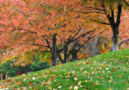 Trees on noon walk