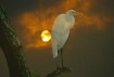 Natures Ghost