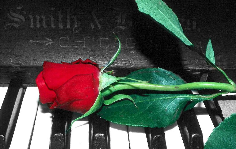 Rose on Piano Keys