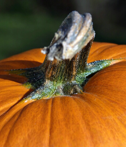 Twisted Pumpkin