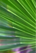 Scrub Palmetto Le...