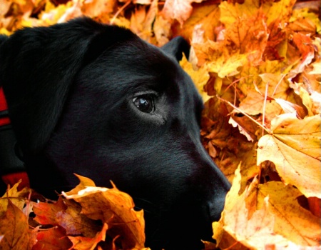 Bed of Leaves