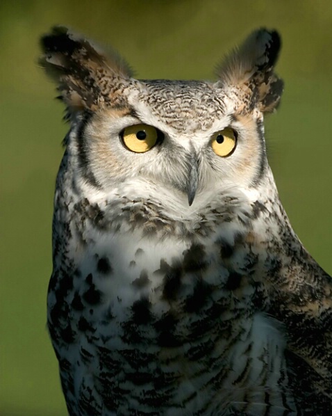 Great Horned Owl - ID: 591240 © Robert Hambley