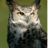 © Robert Hambley PhotoID # 591240: Great Horned Owl