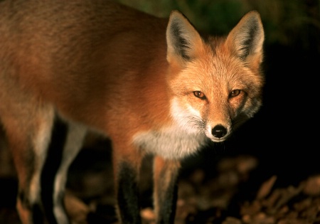 Red Fox