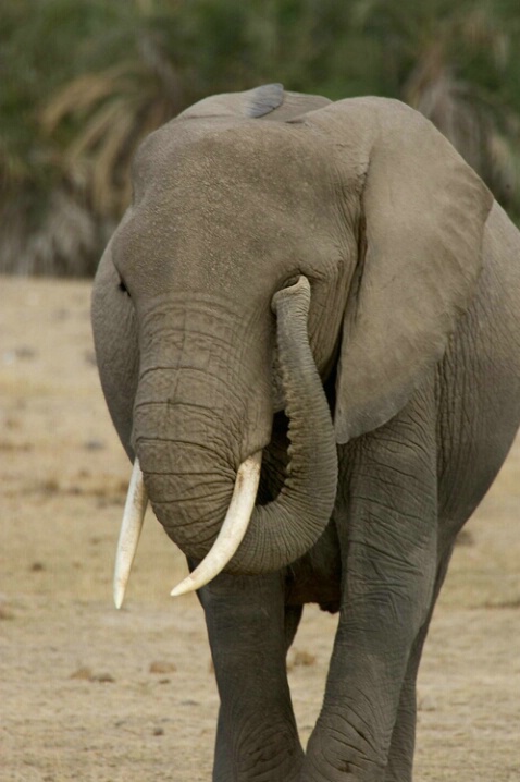 African Elephant 2 - ID: 591817 © James E. Nelson