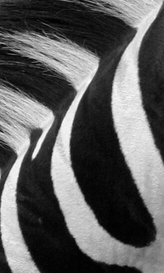 Zebra 1333 BW Zoomed & Cropped